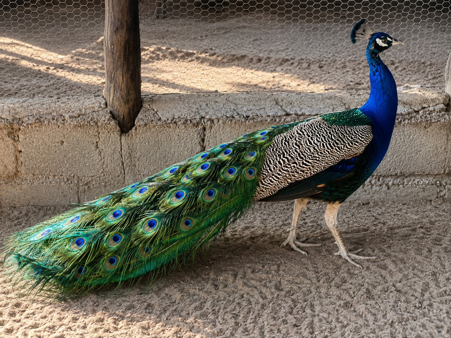 Birdlife