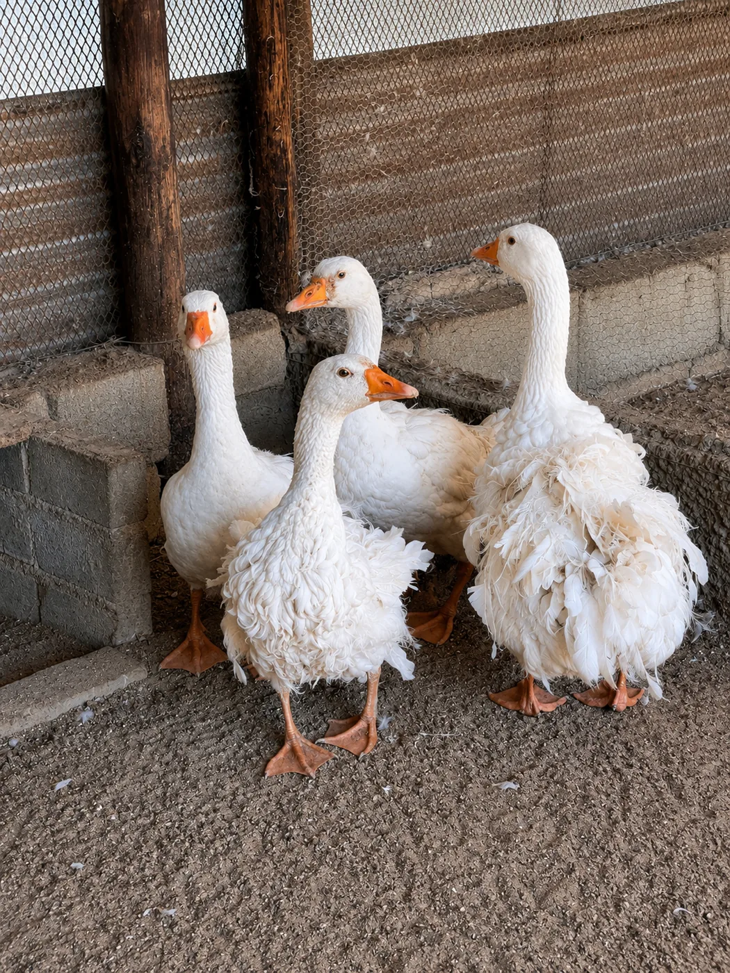 Animal photo 10