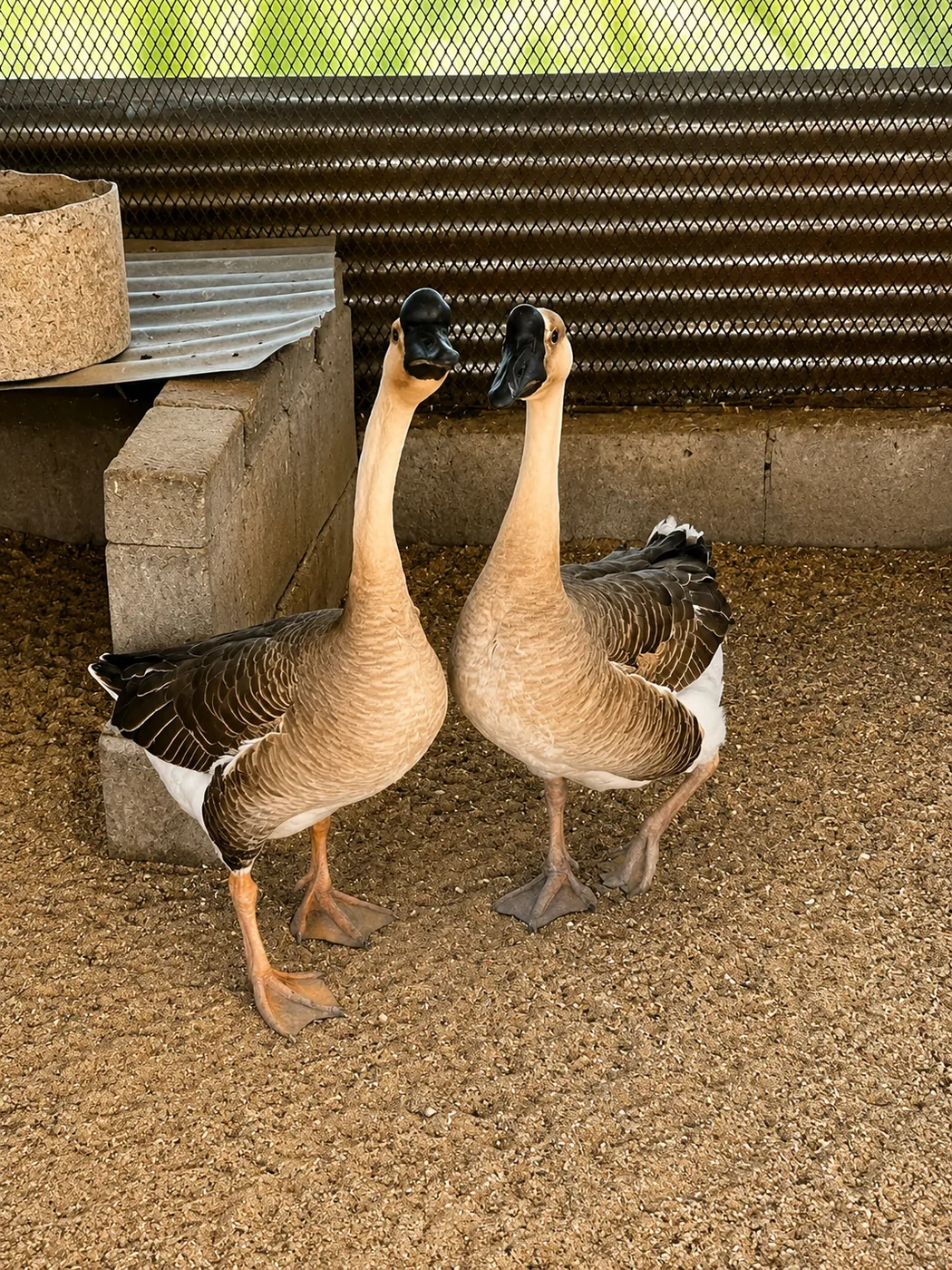 Animal photo 12