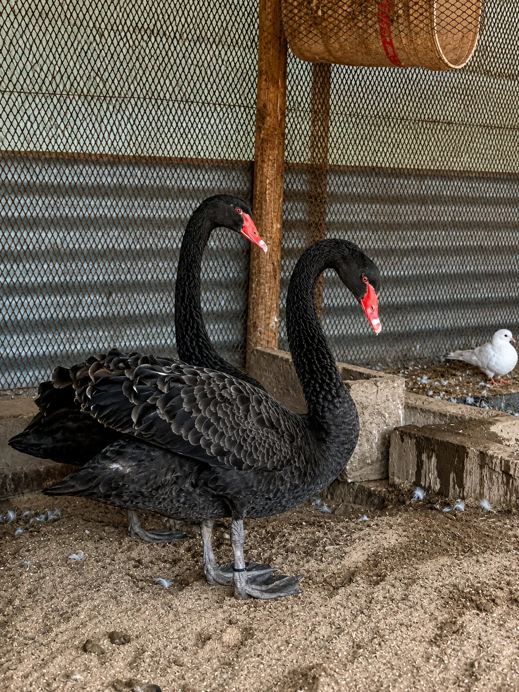 Animal photo 13