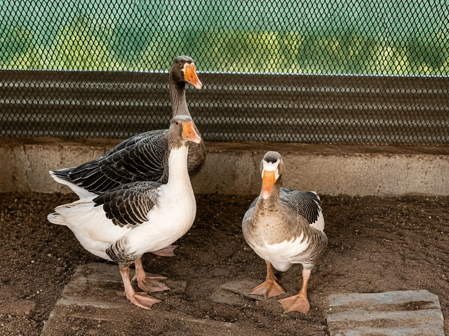 Animal photo 04