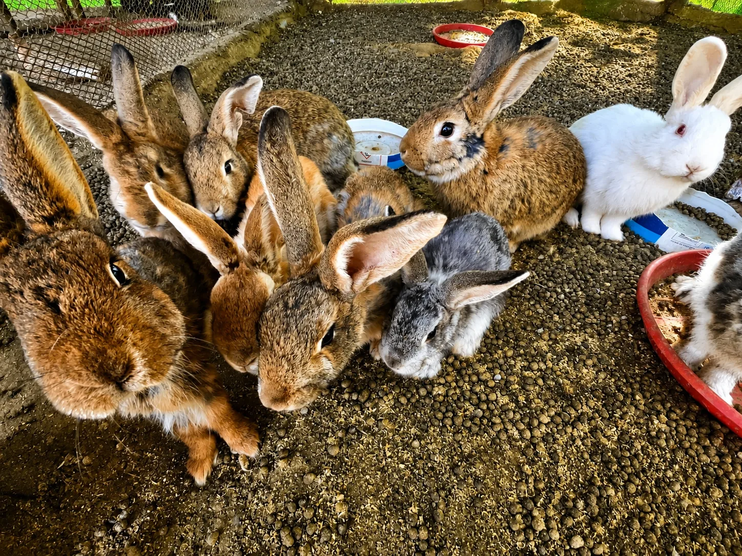 Animal photo 06