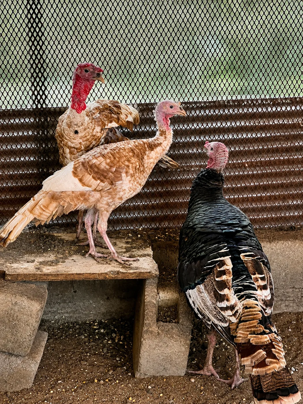 Animal photo 09