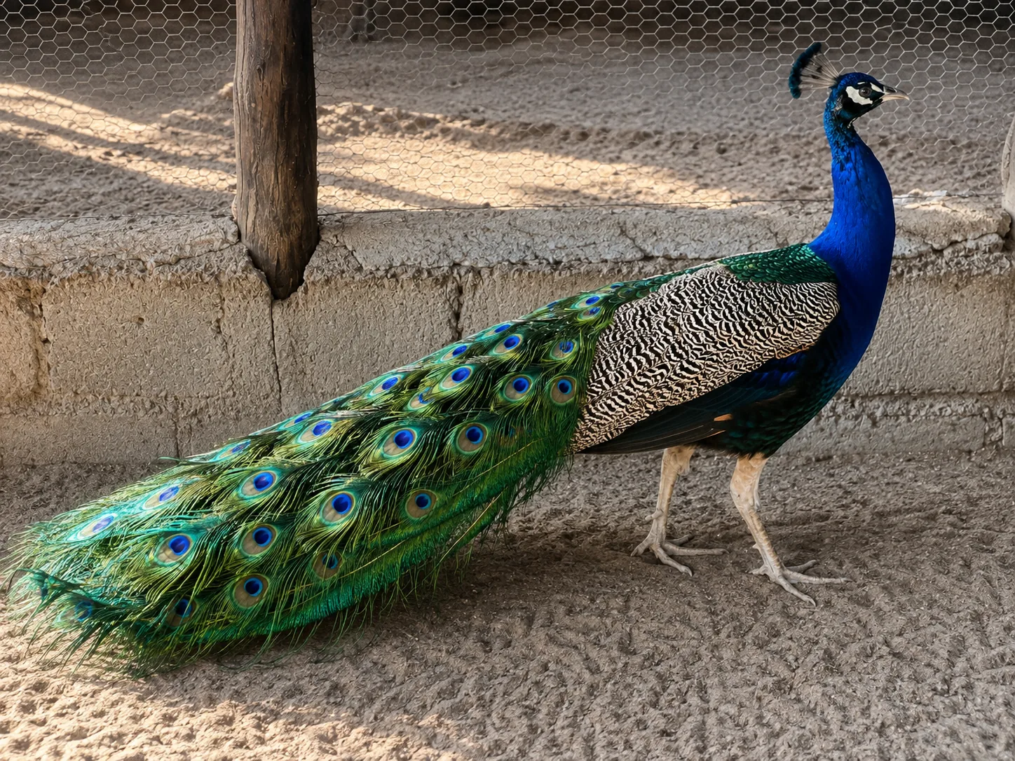 Birdlife